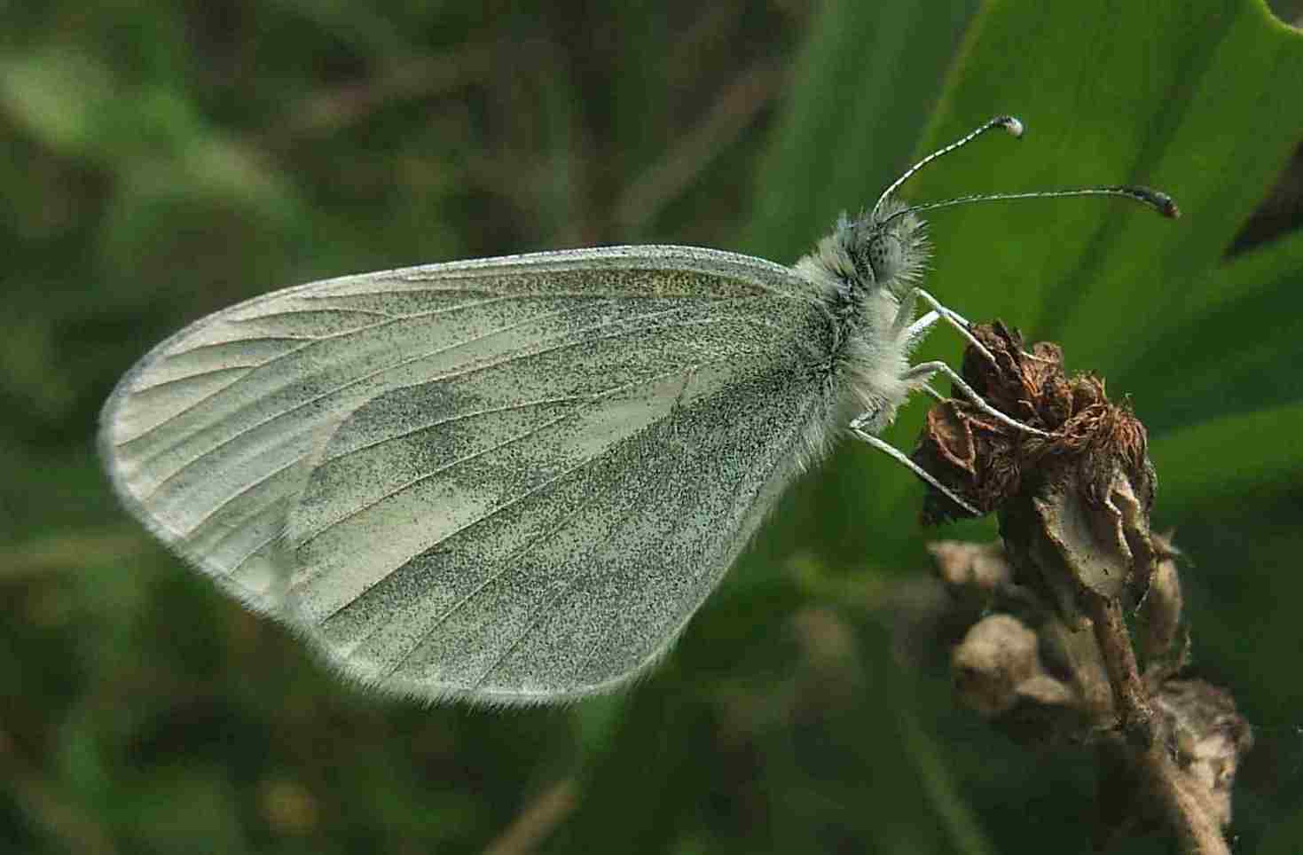 Leptidea sinapis Leptidea sinapis